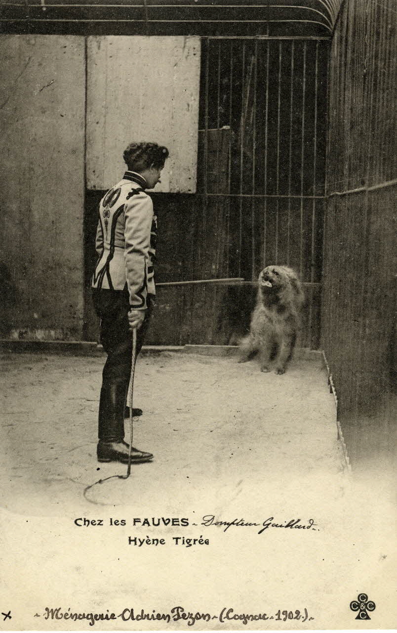 Charles Collas et Cie Ménagerie Adrien Pezon (Cognac. 1902). Chez les fauves. Dompteur Gaillard. Hyène tigrée. Au verso : hyène faisant partie d'un groupe composé primitivement de 6, ensuite de 4 et de 3 qui fut présenté par les dompteurs Gaillard, Valtor, Gauthier, Mlle Louby Perdowaska, Burlday, Girard, Frachet, Chassaing, Mlle Suzanne Musset, Pulovaski. Corrèze, Cognac (16) 1902 Sou.4.18.2 Photo