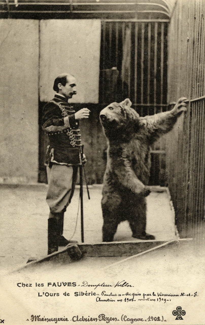 Charles Collas et Cie Ménagerie Adrien Pezon (Cognac. 1902). Chez les fauves. Dompteur Valtor. L'ours de Sibérie Paulus acquis par le vivarium N et S Chartier en 1905, mort en 1909. [Au verso ]: Victor Troisvallets dit Valtor. Corrèze, Cognac (16) 1902 Sou.4.19.2 Photo