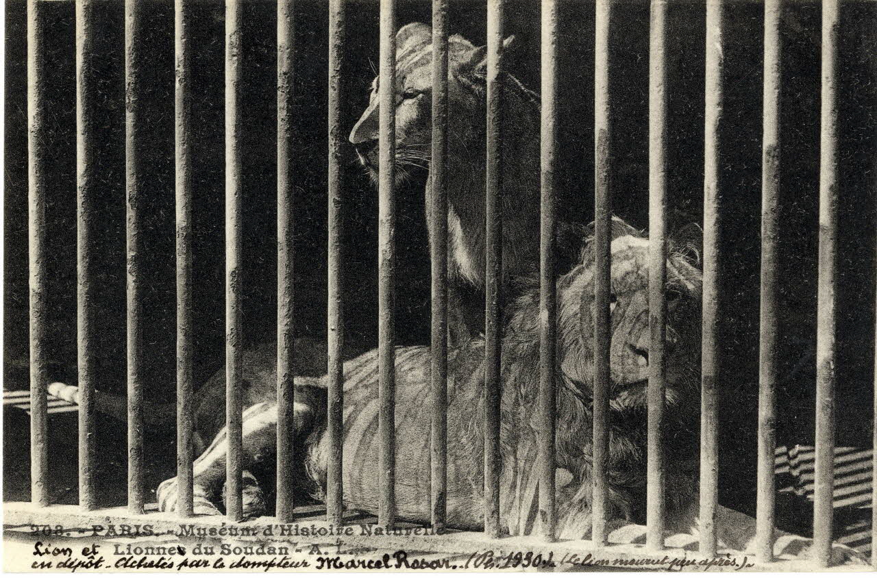 André Leconte 208. Paris. 1930. Muséum d'histoire naturelle. Lion et lionne du Soudan en dépôt, achetés par le dompteur Marcel Rosar). Le lion mourut peu après. Paris 1930 Sou.4.194.2 Photo
