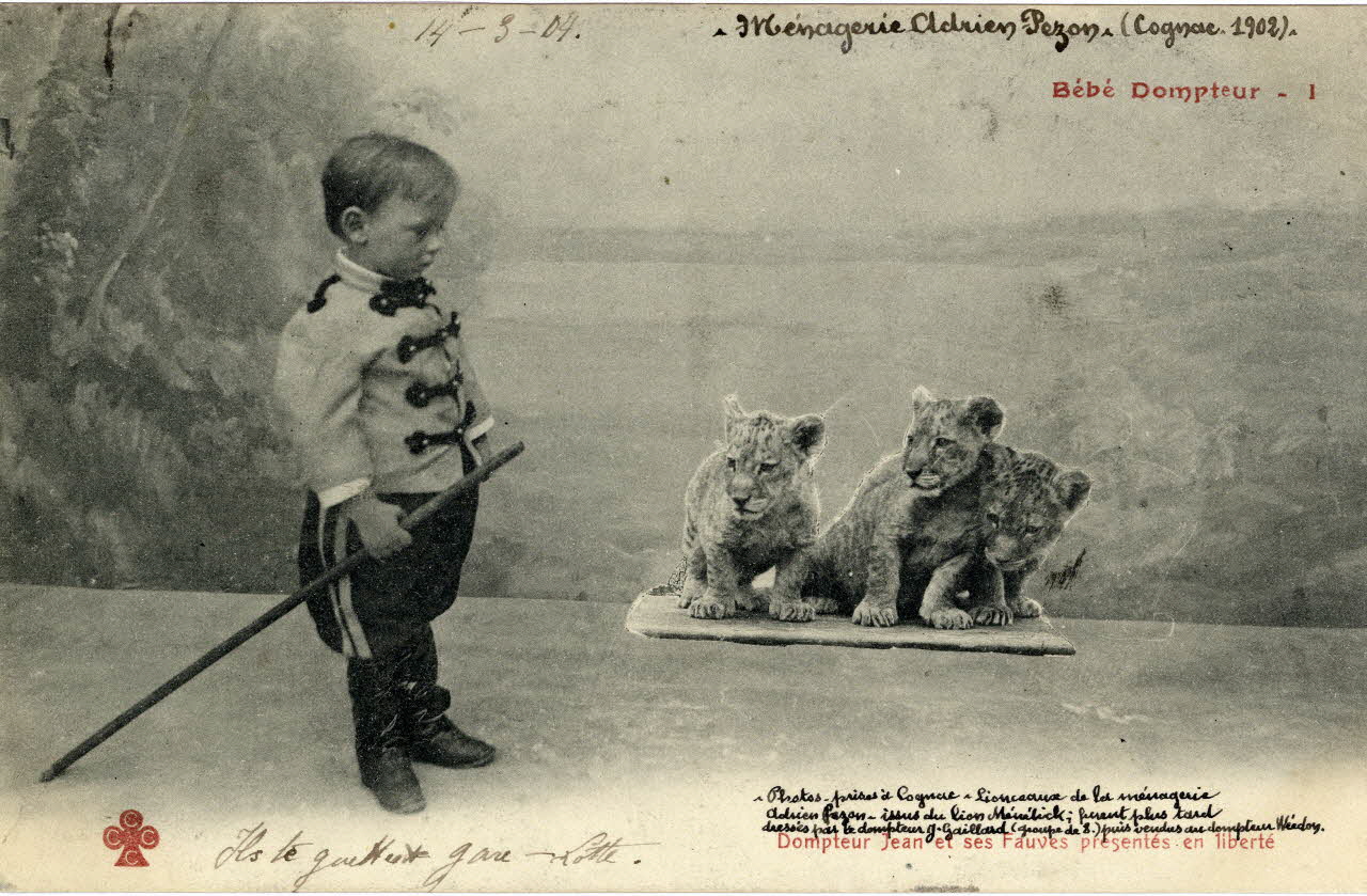 Charles Collas et Cie Ménagerie Adrien Pezon (Cognac. 1902). Bébé dompteur 1 . Dompteur Jean et ses fauves présentés en liberté. Photos prises à Cognac. Lionceaux de la ménagerie Adrien Pezon, issus du lion Ménélik, furent plus tard dressés par le dompteur J. Gaillard (groupe de 8) puis vendus au dompteur Weedon. Corrèze, Cognac (16) 1902 Sou.4.20.1 Photo