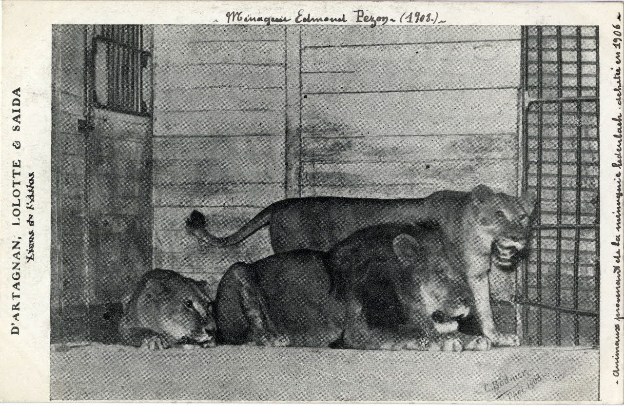 Charles Bodmer Ménagerie Edmond Pezon (1908). D'Artagnan, Lolotte et Saïda, animaux provenant de la ménagerie  Ledenbach, achetée en 1906. 1908 Sou.4.28.1 Photo