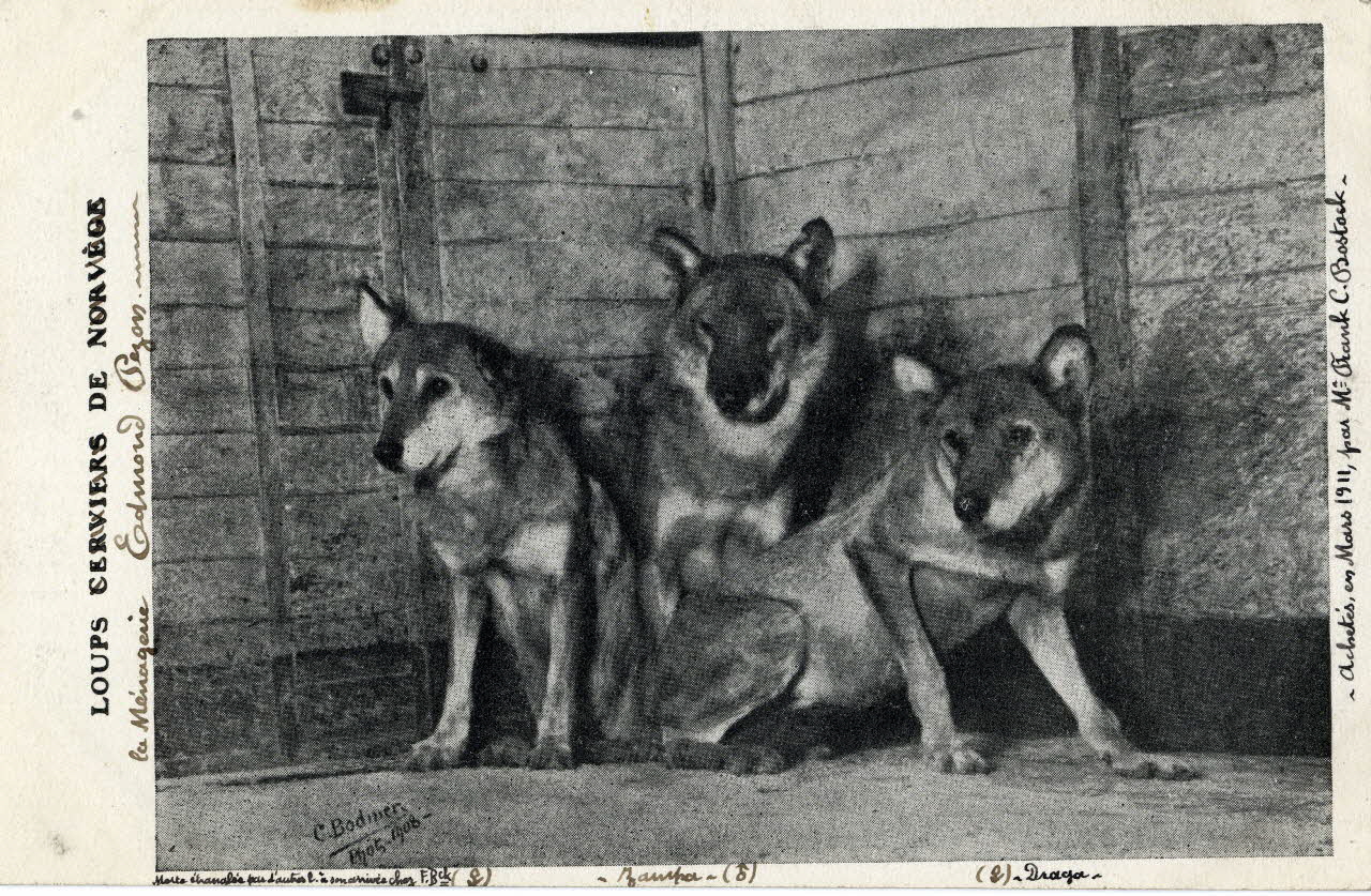 La ménagerie Edmond Pezon. Loups, achetés en mars 1911 par M. Frank C. Bostock. [de gauche à droite :]  (Femelle) morte étranglée par d'autres l[oups] à son arrivée chez F. Bostock, Zampa (mâle), Draga (femelle). Sou.4.34.2 Photo