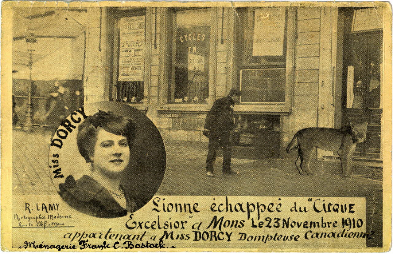 R. Lamy Ménagerie Frank C. Bostock. Lionne échappée du cirque Excelsior à Mons le 23 novembre 1910 appartenant à Miss Dorcy dompteuse canadienne. 1910/11/23 Sou.6.113.2 Photo