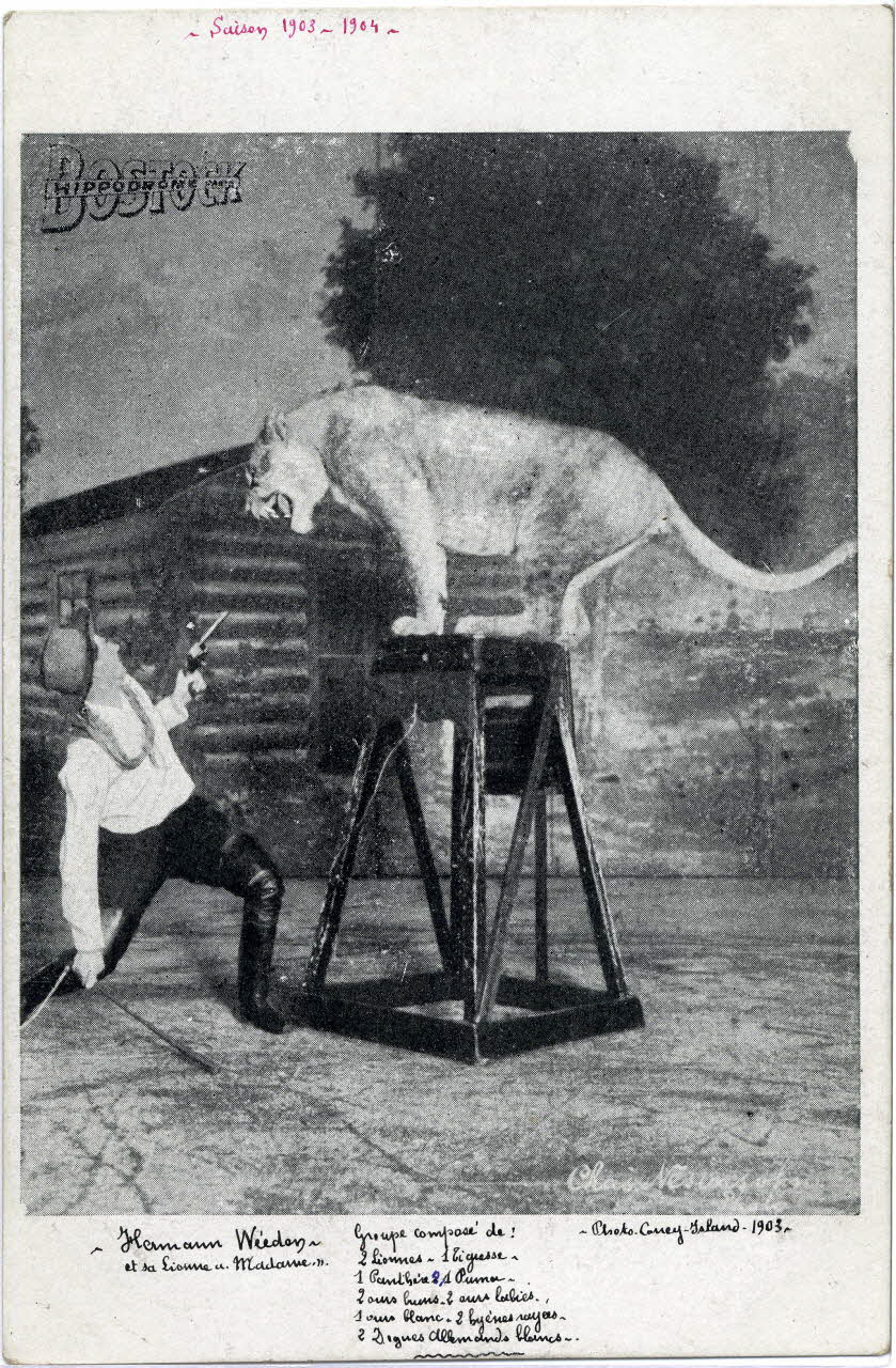 C. Nesenshon Hippodrome Bostock. Hermann Weedon et sa lionne Madame. Groupe domposé de 2 lionnes, 1 tigresse, 1 panthère, 1 puma, 2 ours bruns, 2 ours labies, 1 ours blanc, 2 hyènes rayées, 2 dogues allemands blancs. New York (Etats-Unis d'Amérique) 1903-1904 Sou.6.119.2 Photo