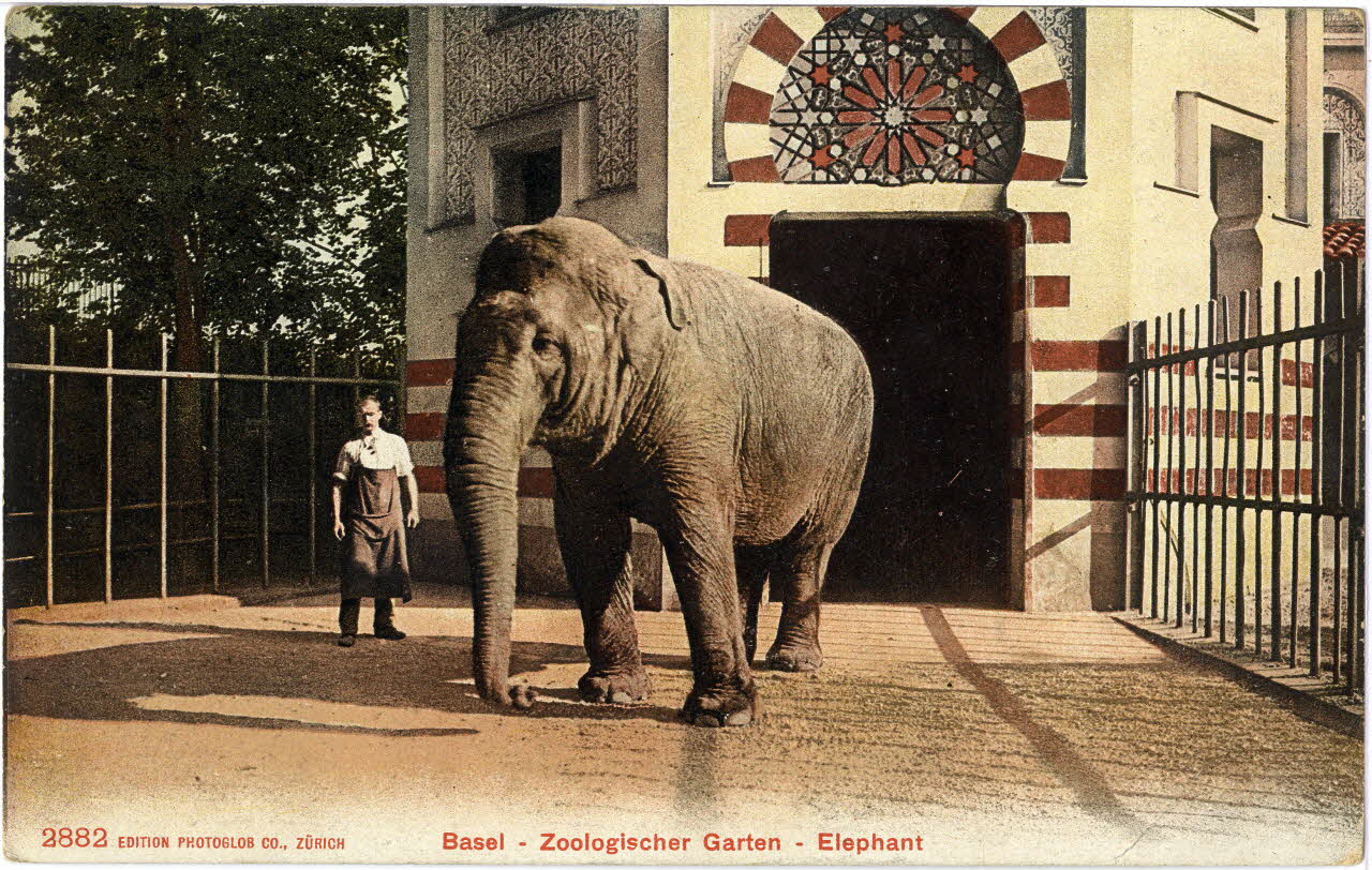 Basel. Zoologischer Garten. Elephant. Sou.6.43.2 Photo