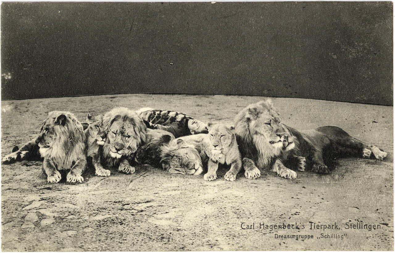 Carl Hagenbeck's tierpark, Stellingen. Dressurgruppe Shilling. Sou.6.57.1 Photo