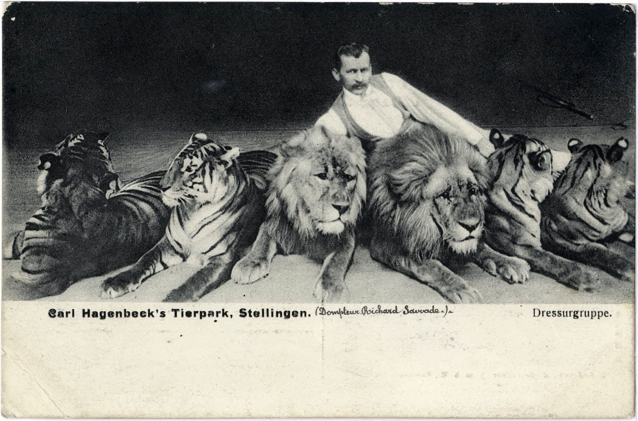 Carl Hagenbeck's tierpark, Stellingen. Dressurgruppe. Dompteur Richard Sawade. Sou.6.59.2 Photo