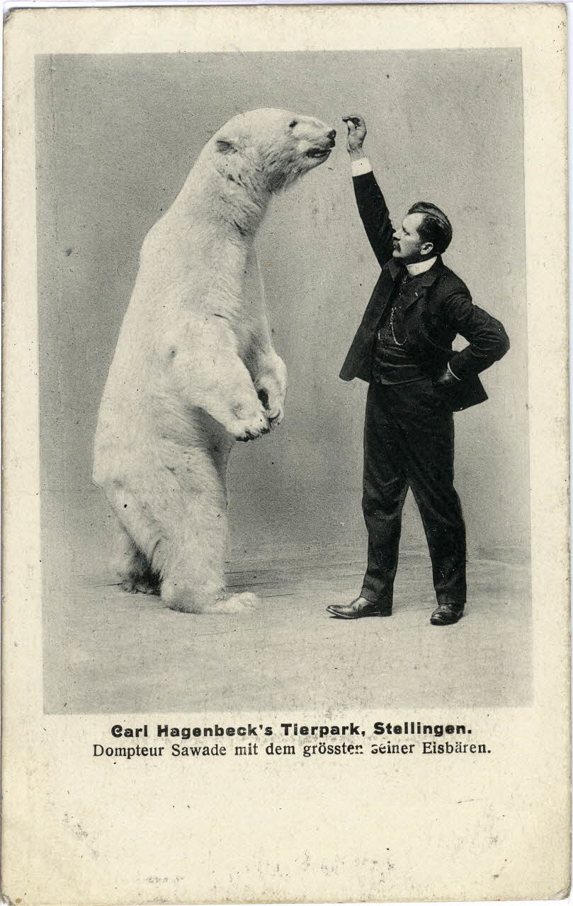 Carl Hagenbeck's tierpark, Stellingen. Dompteur Sawade mit dem grossten seiner Eisbären. Sou.6.60.2 Photo