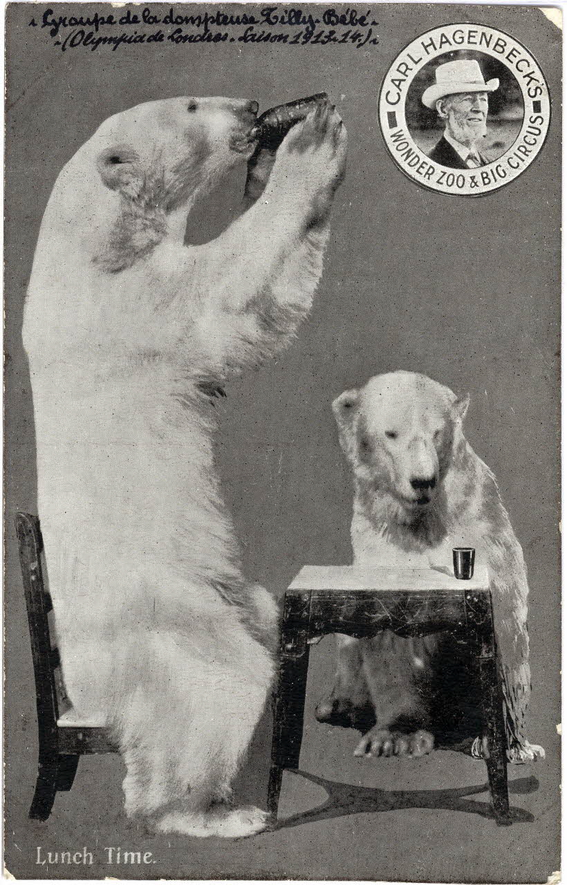 Gale and Ploden Carl Hagenbeck's wonder zoo and big circus. Lunch Time. Groupe de la dompteuse Tilly. Bébé (Olympia de Londres. Saison 1913-1914) Londres (Royaume-Uni) 1913-1914 Sou.6.62.1 Photo