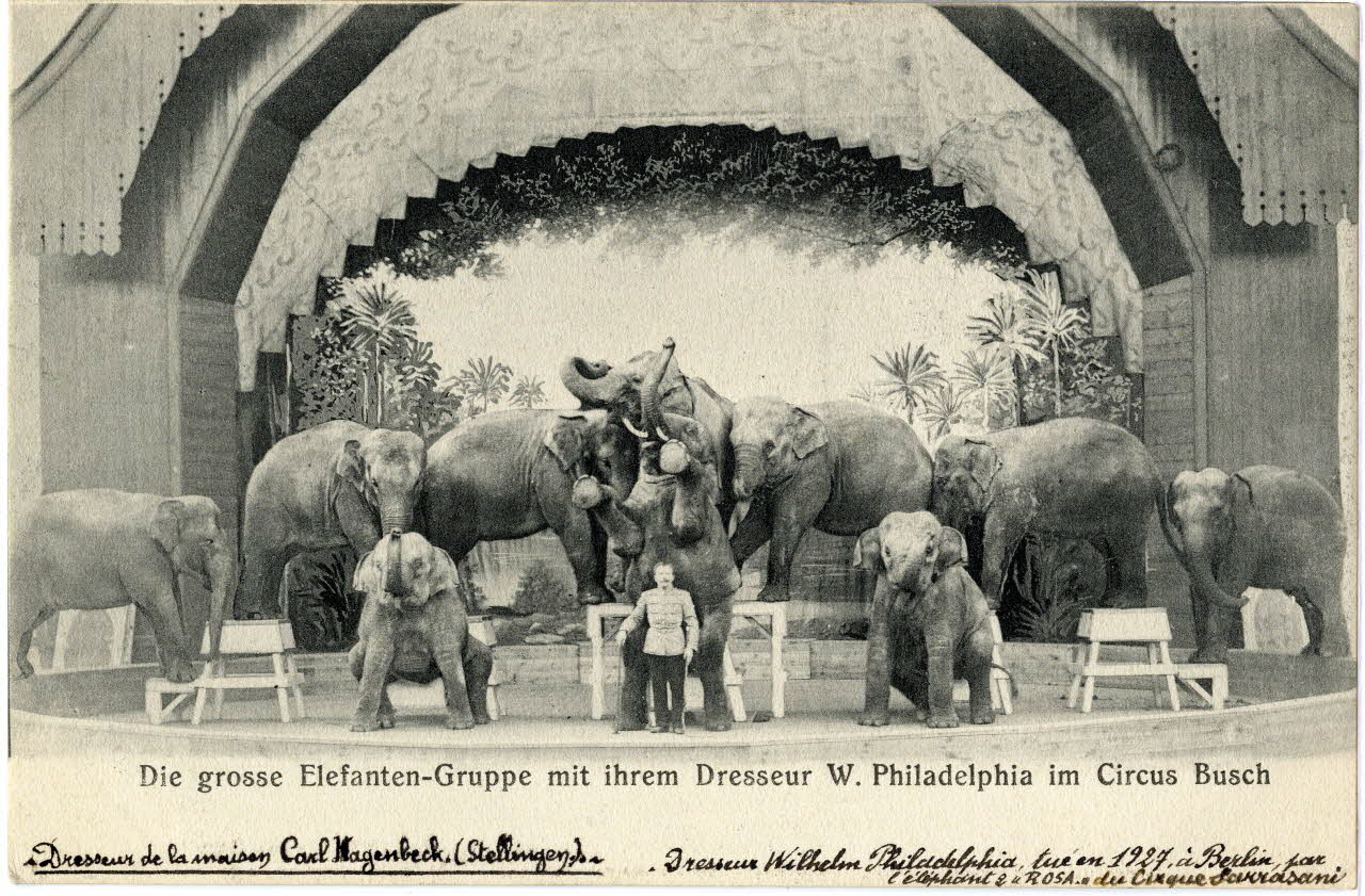 Die grosse Elefanten gruppe mit ihrem. Dresseur W. Philadelphia im Circus Busch. Dresseur de la maison Carl Hagenbeck (Stellingen). Dresseur Wilhelm Philadelphia tué en 1927 à Berlin (éléphant Rosa du cirque Sarrasani). Sou.6.64.1 Photo