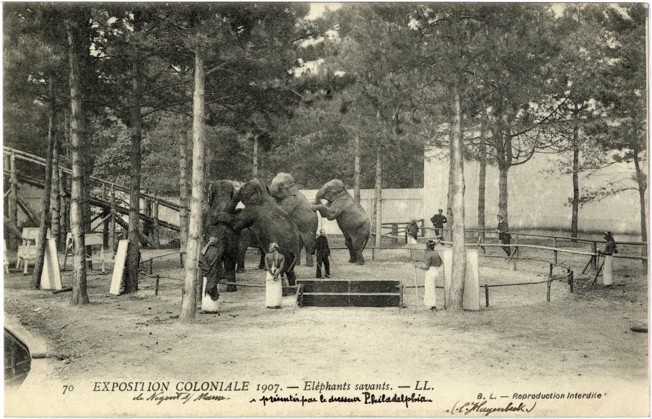 L. Lévy 70. Exposition coloniale 1907 de Nogent-sur-Marne. Eléphants savants présentés par le dresseur Philadelphia (C. Hagenbeck) Val-de-Marne, Paris (75) 1907 Sou.6.64.2 Photo