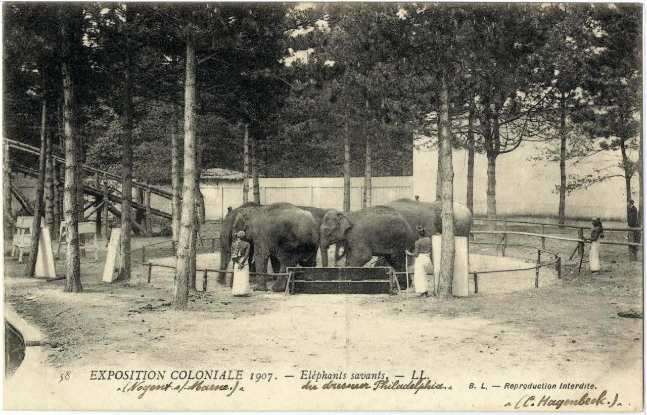 L. Lévy 58. Exposition coloniale 1907 de Nogent-sur-Marne. Eléphants savants présentés par le dresseur Philadelphia (C. Hagenbeck) Val-de-Marne, Paris (75) 1907 Sou.6.65.2 Photo