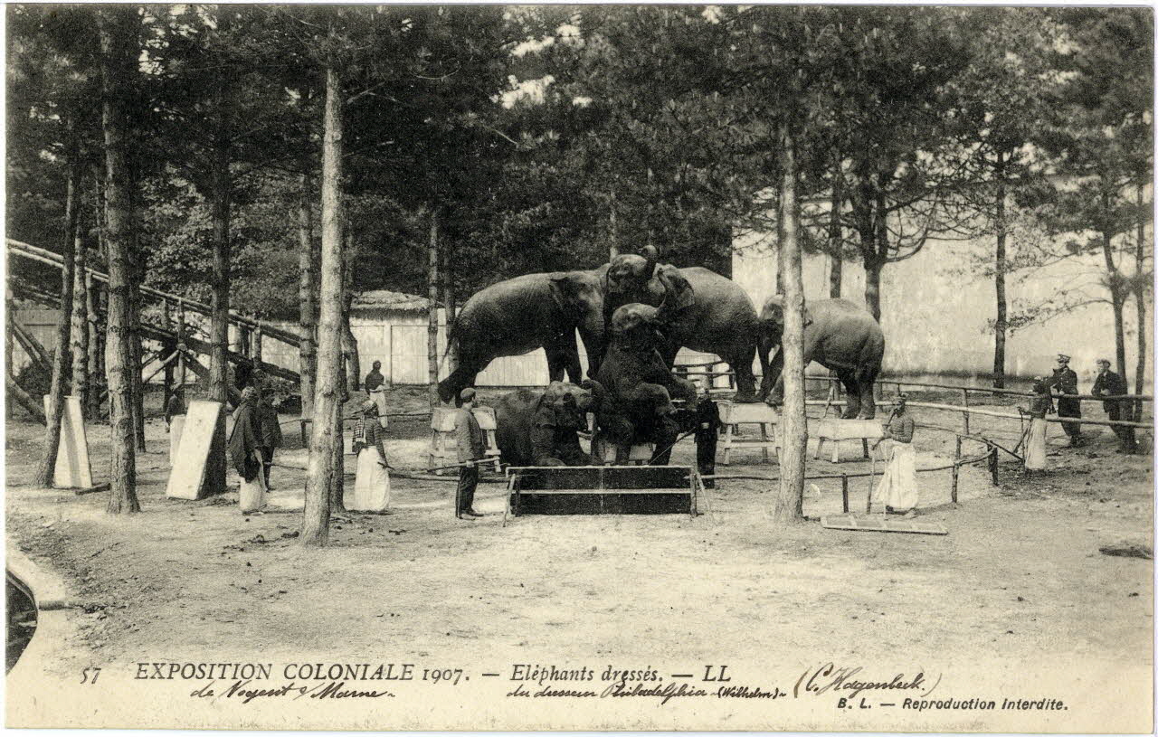 L. Lévy 57. Exposition coloniale 1907 de Nogent-sur-Marne. Eléphants savants présentés par le dresseur Philadelphia (C. Hagenbeck) Val-de-Marne, Paris (75) 1907 Sou.6.66.1 Photo