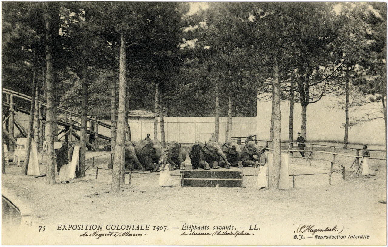 L. Lévy 57. Exposition coloniale 1907 de Nogent-sur-Marne. Eléphants savants présentés par le dresseur Philadelphia (C. Hagenbeck) Val-de-Marne, Paris (75) 1907 Sou.6.66.2 Photo