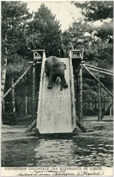 Wilhelm Hoffmann "Exposition coloniale les éléphants de l'Inde. Nogent (1907); Elephants du dresseur Philadelphia. (C. Hagenbeck)." Val-de-Marne, Dresde (Allemagne) 1907 Sou.6.68.2 Photo
