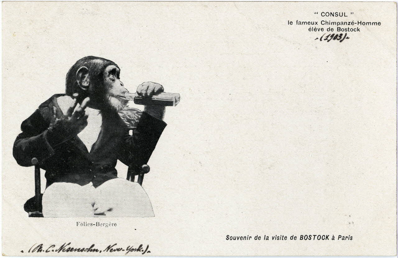 C. Nesenshon Souvenir de la visite de Bostock à Paris. 1903. Consul le fameux chimpanzé-homme élève de Bostock. Folies-Bergère Paris, New York (Etats-Unis d'Amérique) 1903 Sou.6.82.1 Photo