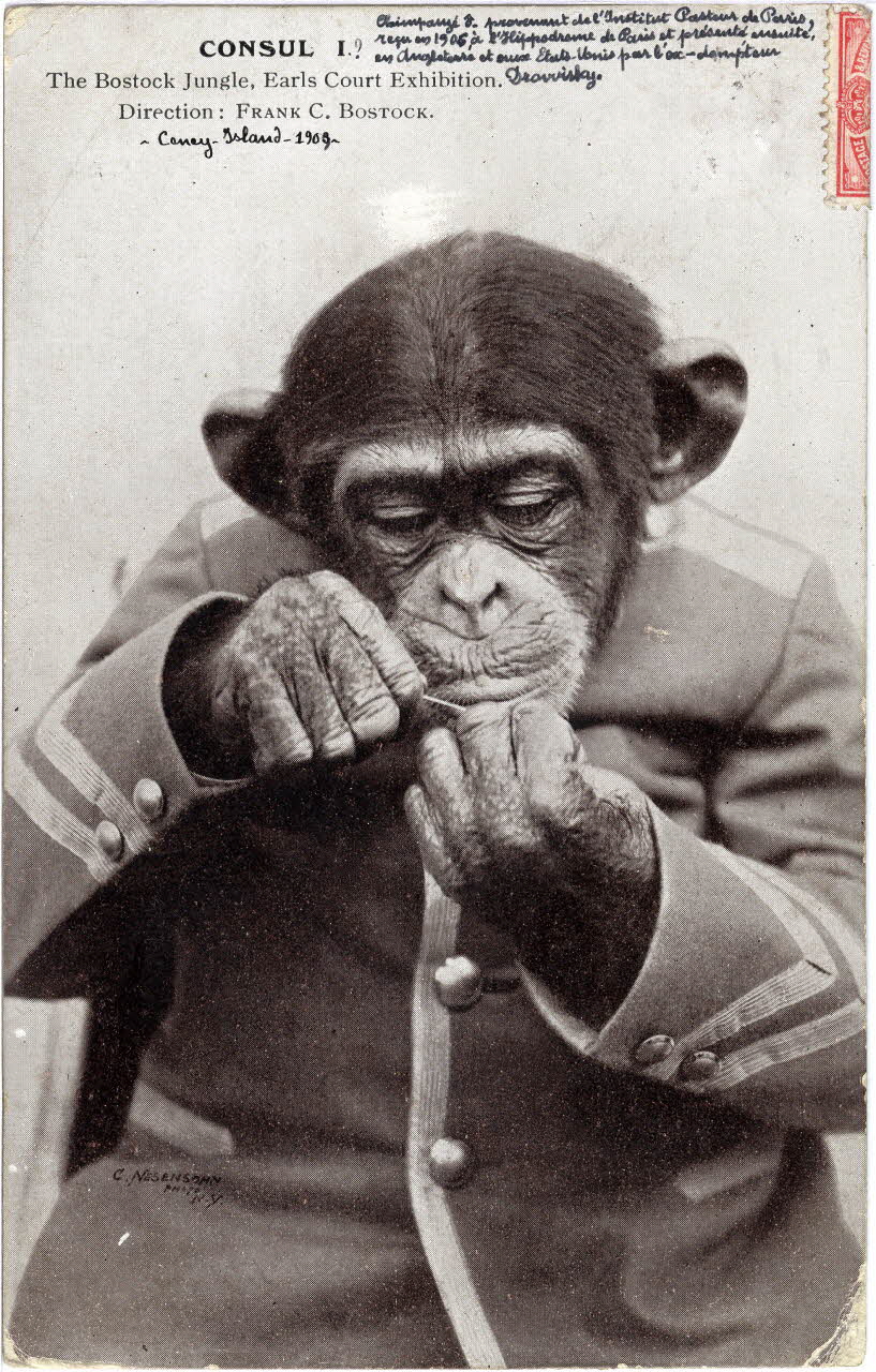 Gale and Ploden Consul I ? The Bostock Jungle, Earl's Court Exhibition. Direction Frank C. Bostock. (Coney-Island 1909). Chimpanzé provenant de l'Institut Pasteur de Paris reçu en 1906 à l'hippodrome du bois et présenté ensuite en Angleterre et aux Etas-Unis par l'ex-dompteur Drowinsky Londres (Royaume-Uni) 1909 Sou.6.84.1 Photo