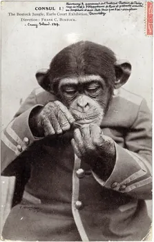 Gale and Ploden Consul I ? The Bostock Jungle, Earl's Court Exhibition. Direction Frank C. Bostock. (Coney-Island 1909). Chimpanzé provenant de l'Institut Pasteur de Paris reçu en 1906 à l'hippodrome du bois et présenté ensuite en Angleterre et aux Etas-Unis par l'ex-dompteur Drowinsky Londres (Royaume-Uni) 1909 Sou.6.84.1 Photo