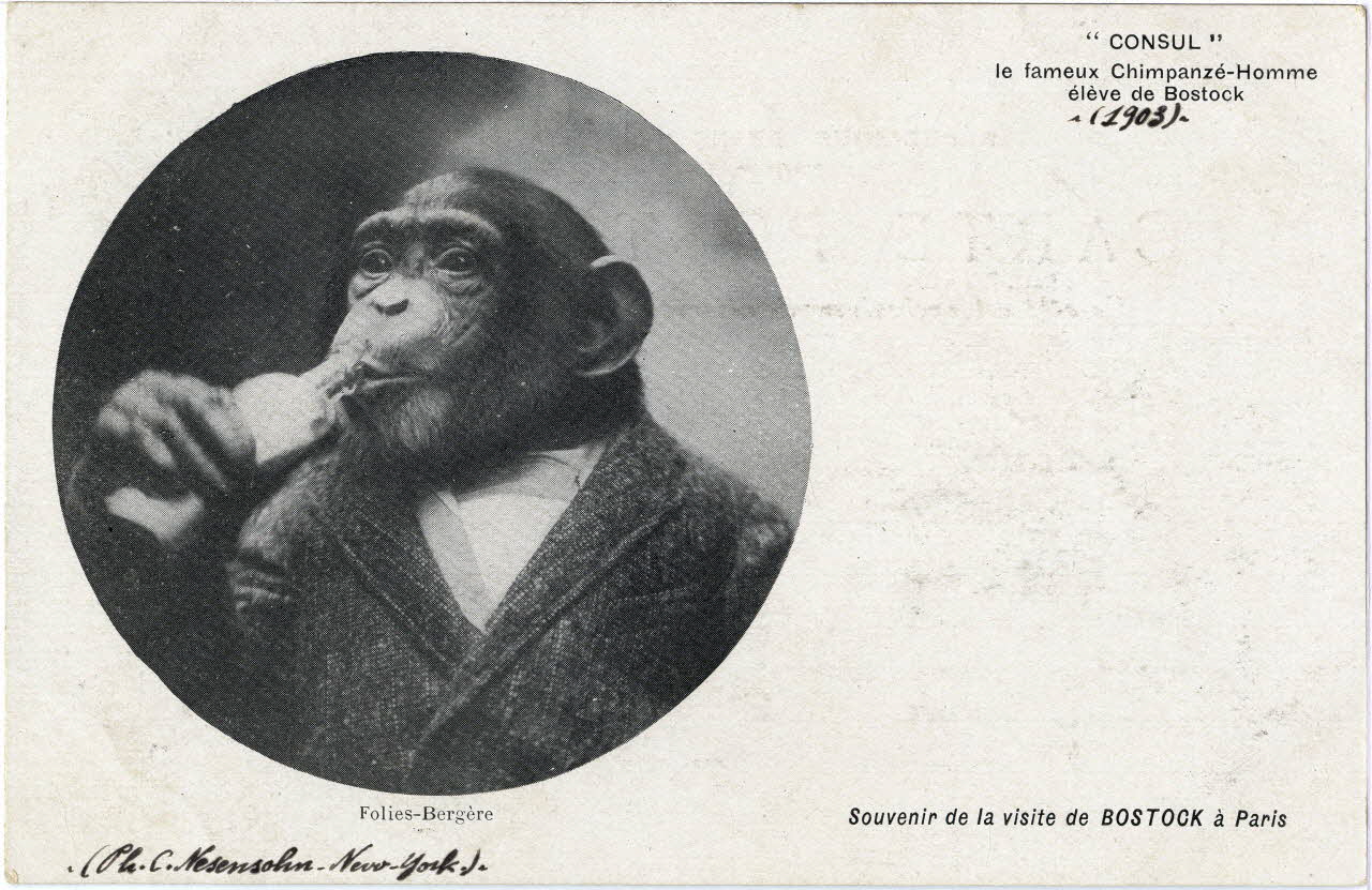 C. Nesenshon Souvenir de la visite de Bostock à Paris. 1903. Consul le fameux chimpanzé-homme élève de Bostock. Folies-Bergère Paris, New York (Etats-Unis d'Amérique) 1903 Sou.6.84.2 Photo