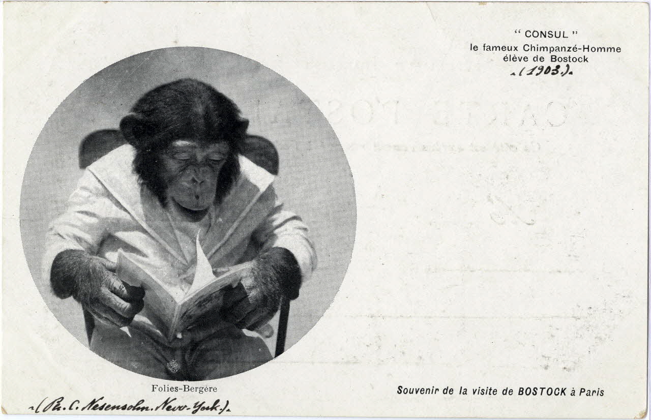 C. Nesenshon Souvenir de la visite de Bostock à Paris. 1903. Consul le fameux chimpanzé-homme élève de Bostock. Folies-Bergère Paris, New York (Etats-Unis d'Amérique) 1903 Sou.6.85.1 Photo