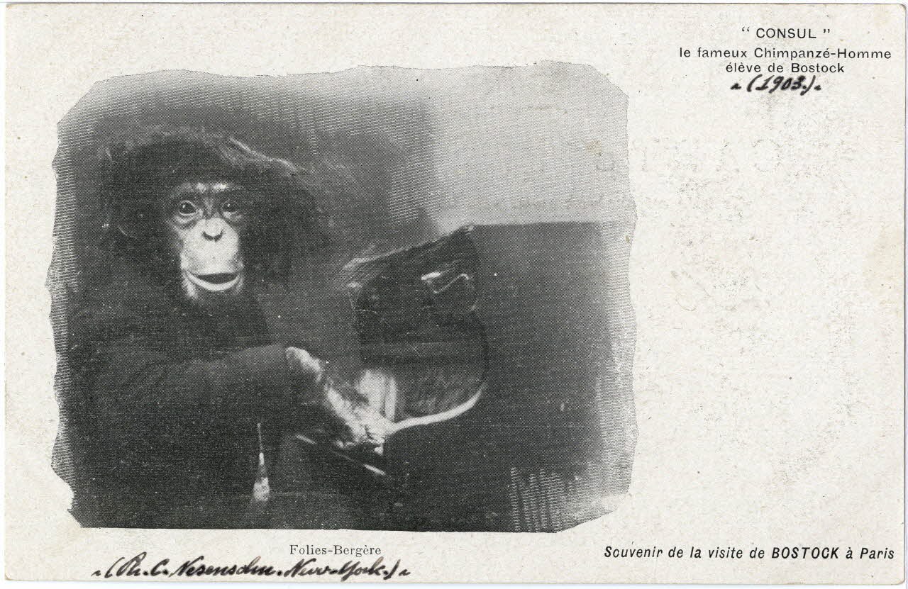 C. Nesenshon Souvenir de la visite de Bostock à Paris. 1903. Consul le fameux chimpanzé-homme élève de Bostock. Folies-Bergère Paris, New York (Etats-Unis d'Amérique) 1903 Sou.6.85.2 Photo