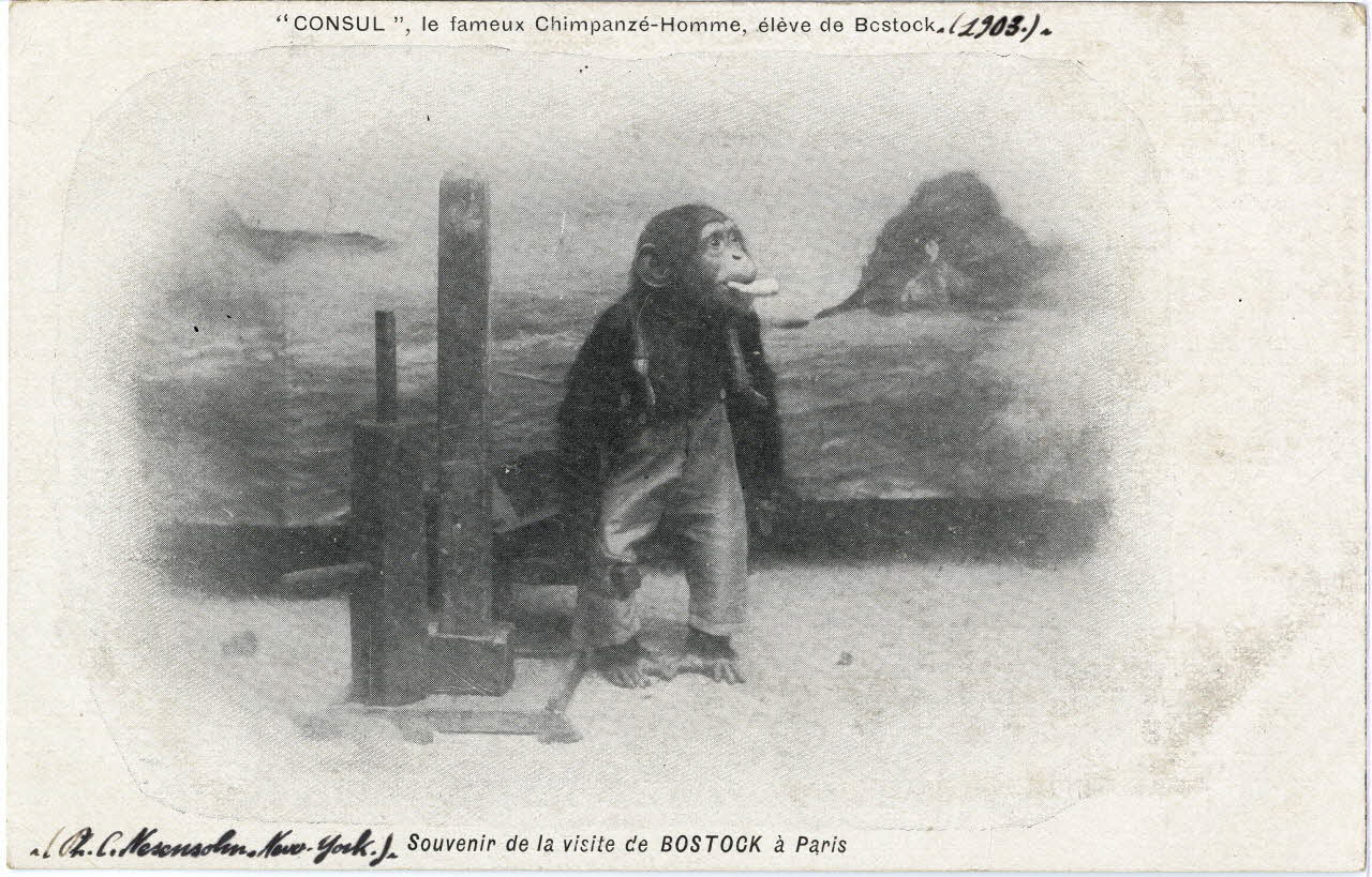 C. Nesenshon Souvenir de la visite de Bostock à Paris. 1903. Consul le fameux chimpanzé-homme élève de Bostock. Folies-Bergère Paris, New York (Etats-Unis d'Amérique) 1903 Sou.6.87.1 Photo