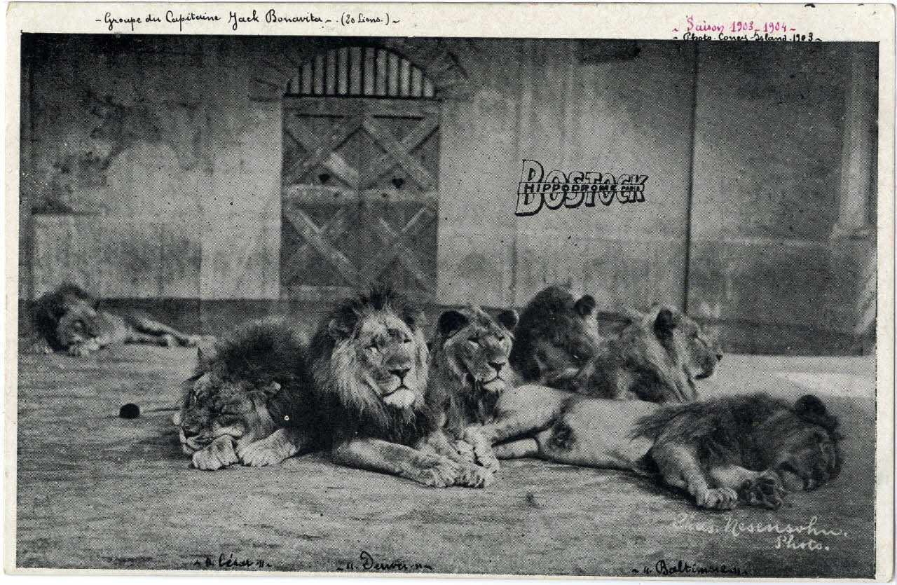 C. Nesenshon Bostock hippodrome. Saison 1903-1904. Groupe du capitaine Jack Bonavita (20 lions). [de gauche à droite :] Léon, Denver et Baltimore New York (Etats-Unis d'Amérique) 1903-1904 Sou.6.88.2 Photo