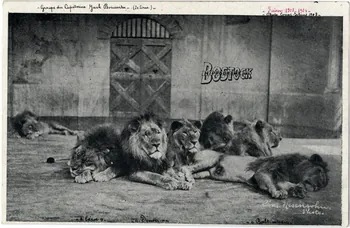 C. Nesenshon Bostock hippodrome. Saison 1903-1904. Groupe du capitaine Jack Bonavita (20 lions). [de gauche à droite :] Léon, Denver et Baltimore New York (Etats-Unis d'Amérique) 1903-1904 Sou.6.88.2  Photo