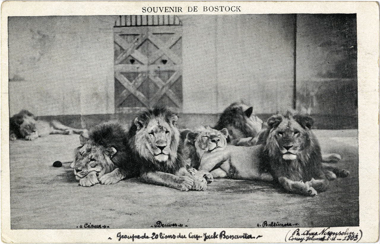 C. Nesenshon Souvenir de Bostock. Groupe de 20 lions du capitaine Jack Bonavita. [de gauche à droite :] César, Denver et Baltimore. New York (Etats-Unis d'Amérique) 1903 Sou.6.90.2 Photo