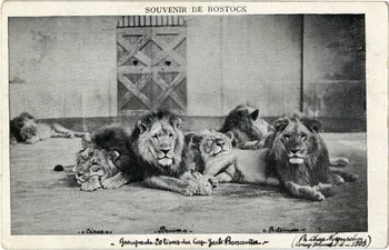 C. Nesenshon Souvenir de Bostock. Groupe de 20 lions du capitaine Jack Bonavita. [de gauche à droite :] César, Denver et Baltimore. New York (Etats-Unis d'Amérique) 1903 Sou.6.90.2 Photo