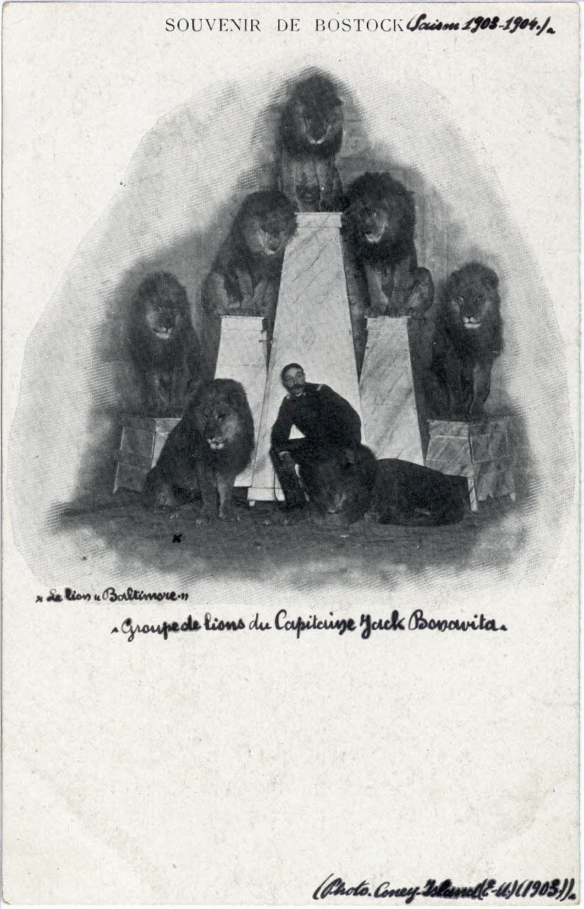 C. Nesenshon Souvenir de Bostock. Saison 1903-1904. Groupe de lions du capitaine Jack Bonavita. Le Lion Baltimore New York (Etats-Unis d'Amérique) 1903-1904 Sou.6.94.2 Photo