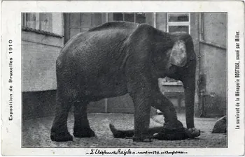 Anonyme Exposition de Bruxelles 1910. L'éléphant Rajah mort en 1911 en Anglettre, le survivant de la ménagerie Bostock, sauvé par Miller. 1910 Sou.7.31.1 Photo