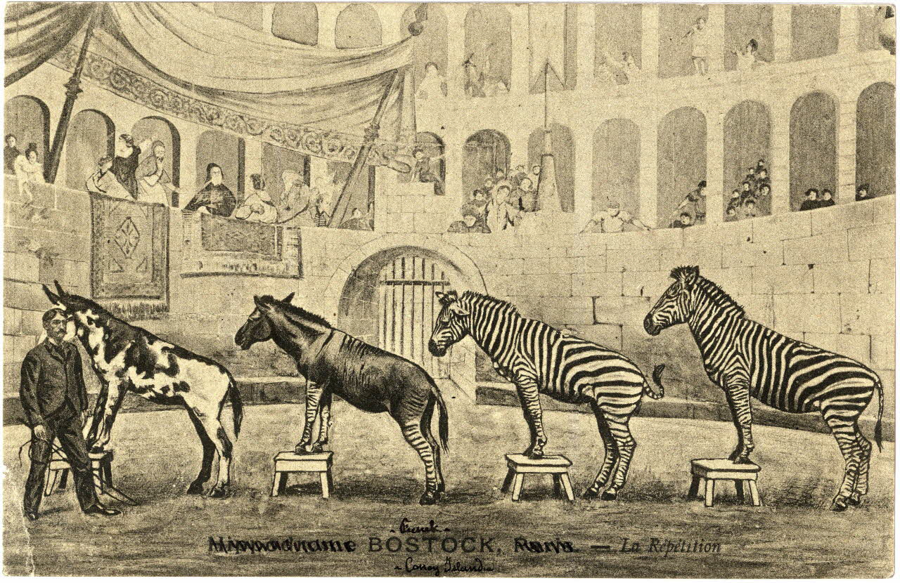 Frank Bostock. Coney Island. La répétition. Sou.7.32.2 Photo