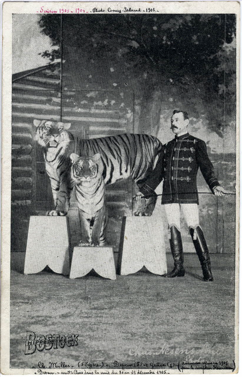 C. Nesenshon Bostock hippodrome. Saison 1903-1904. Ch. Miller (5 tigres) Depew et Grace, animaux repris en 1905 par le dompteur Henrichmann et Denver mort à Paris dans la nuit du 30 au 31 décembre 1905 New York (Etats-Unis d'Amérique) 1903-1904 Sou.7.8.1 Photo