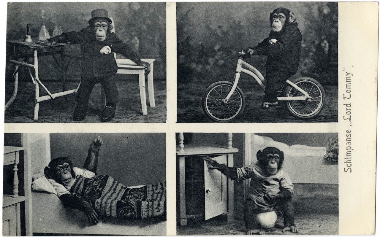 Schimpanse Lord Tommy. Sou.8.121.2 Photo