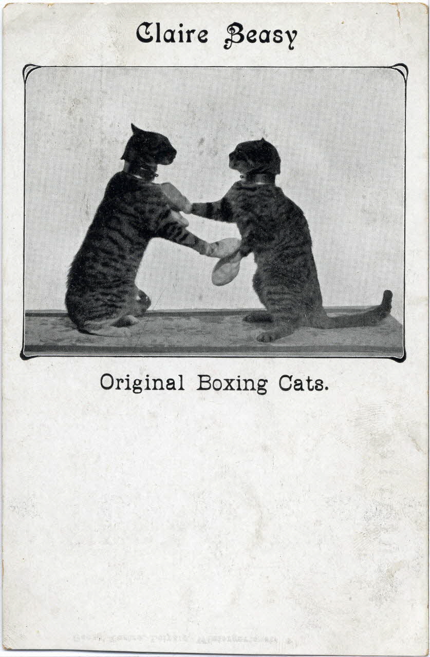 Claire Beasy. Original boxing cats. Sou.8.142.2 Photo