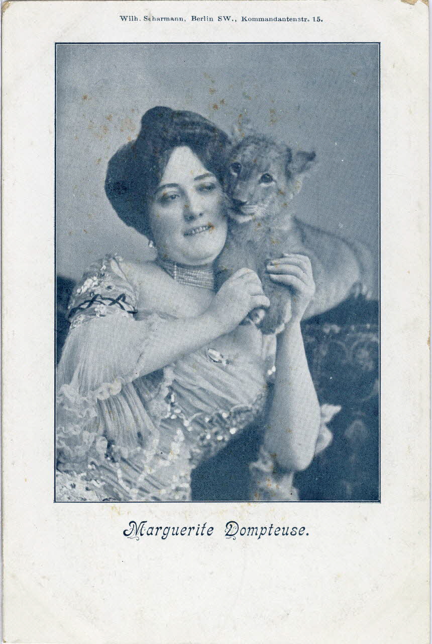 Marguerite dompteuse. Sou.8.146.1 Photo