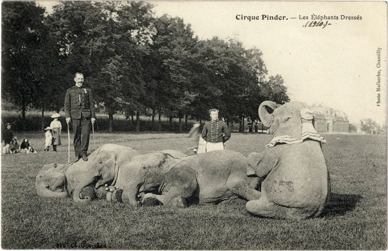 Malherbe Cirque Pinder. Les éléphants dressés (1910). M. A. Pinder. Chantilly (60) 1910 Sou.8.16.2 Photo