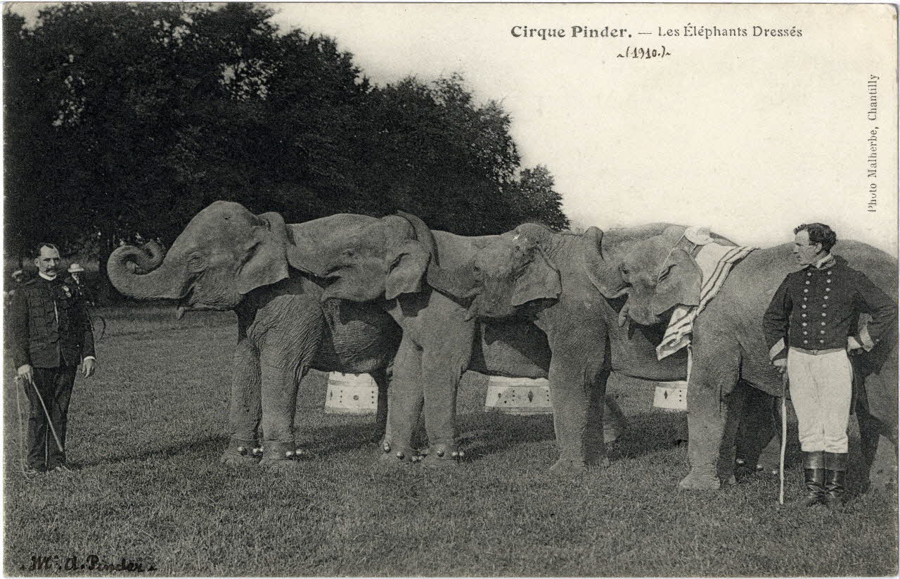 Malherbe Cirque Pinder. Les éléphants dressés (1910). M. A. Pinder. Chantilly (60) 1910 Sou.8.17.1 Photo
