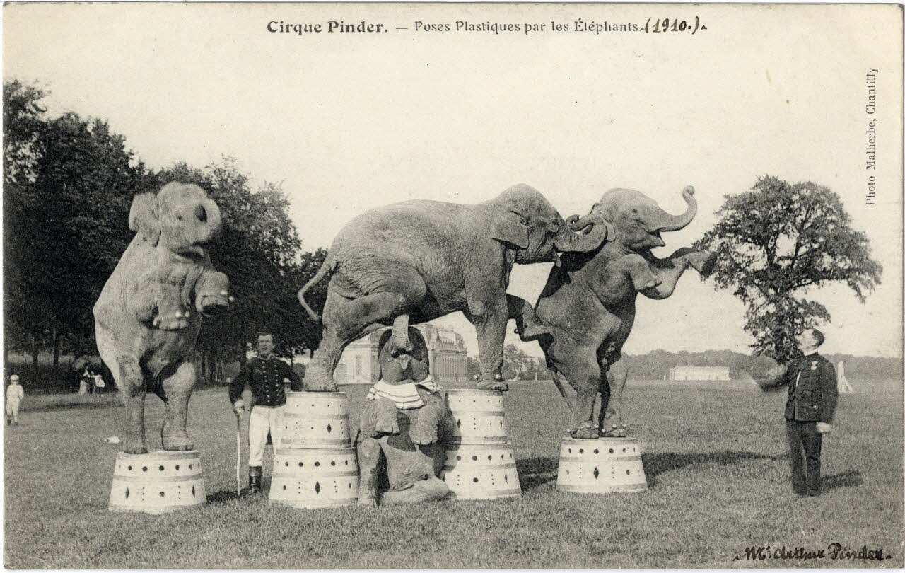 Malherbe Cirque Pinder. Poses plastiques par les éléphants (1910). M. Arthur Pinder. Chantilly (60) 1910 Sou.8.18.1 Photo
