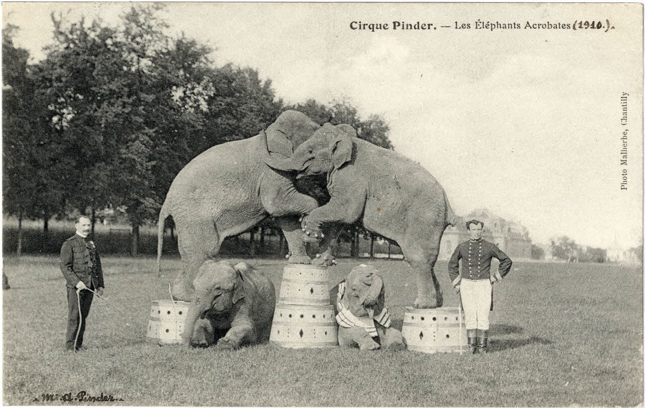 Malherbe Cirque Pincer. Les éléphants acrobates (1910). M. A.Pinder. Chantilly (60) 1910 Sou.8.18.2 Photo