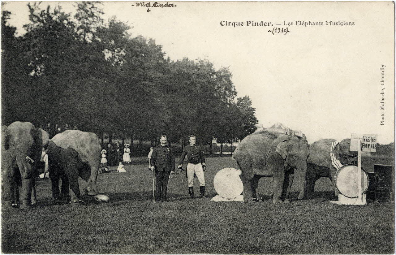 Malherbe Cirque Pinder. Les éléphants musiciens (1910). M. A.Pinder. Chantilly (60) 1910 Sou.8.21.1 Photo