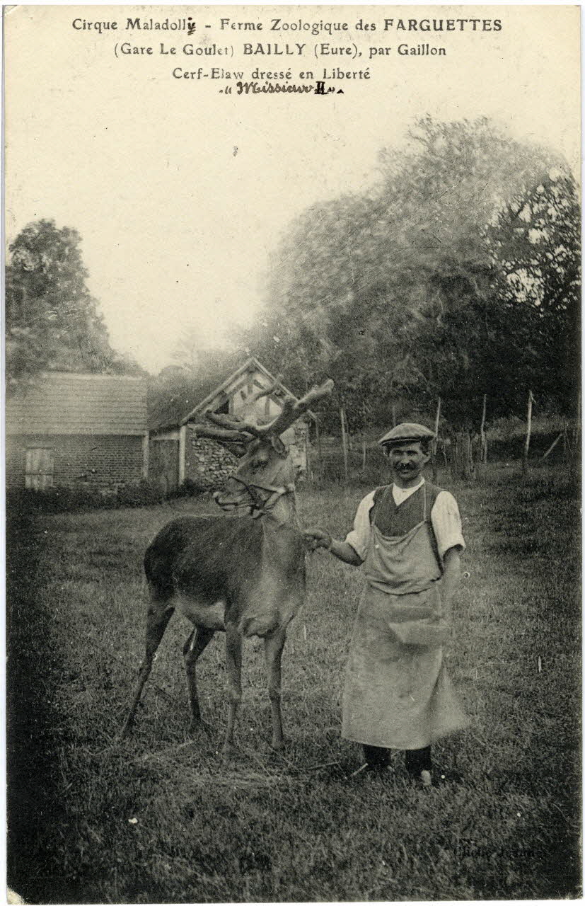 Cirque Maladolli. Ferme zoologique des Farguettes. (Gare le Goulet). Bailly (Eure) par Gaillon. Cerf elaw dressé en liberté Missiaw II. Sou.8.78.2  Photo