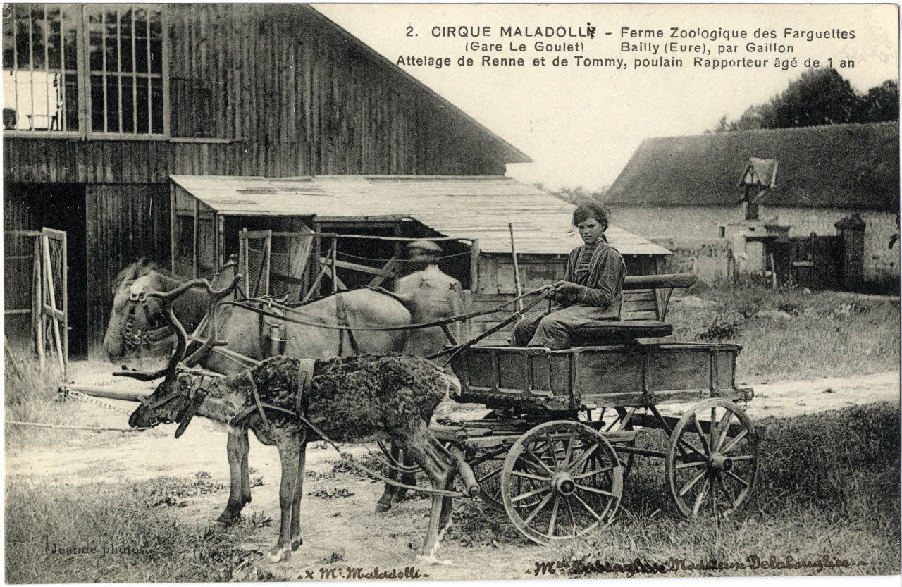 Cirque Maladolli. Ferme zoologique des Farguettes (gare Le Goulet). Bailly (Eure) par Gaillon. Attelage de renne et de Tommy, poulain rapporteur âgé de 1 an. [de gauche à droite :] M. Maladolli, Mme Delabouglise. Sou.8.82.2  Photo