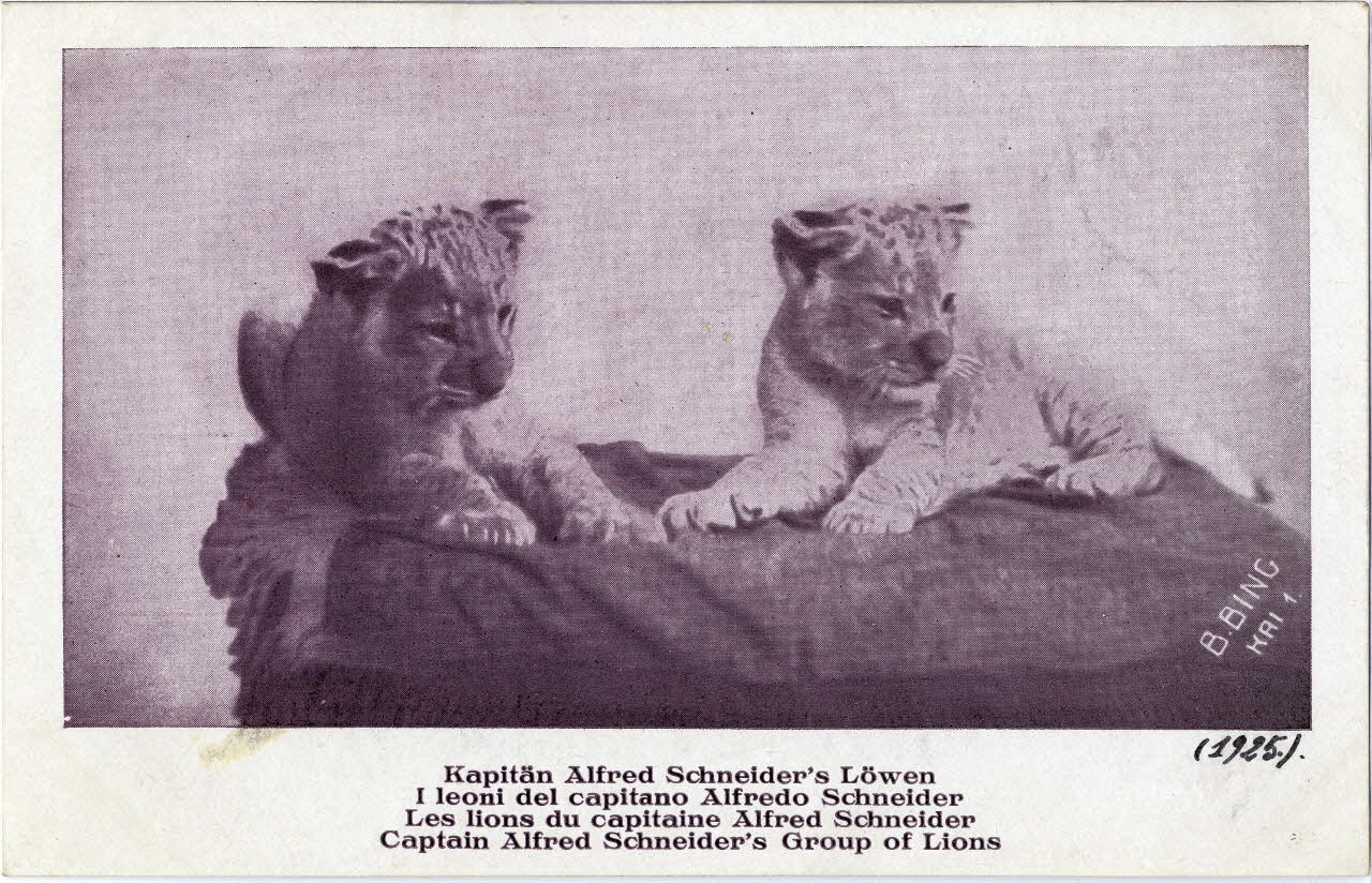 B. Bing Les lions du capitaine Alfred Schneider 1925. 1925 Sou.9.1.1 Photo