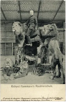 R. Havemann's original Raubtier-Schule. Le groupe du dompteur Hassermann comprenait en décembre 1911 à l'Alhambra de Paris 2 lions, 1 lionne, 2 tigres, 3 hybrides de lion et de tigre, 3 panthères Sou.9.15.1 Photo