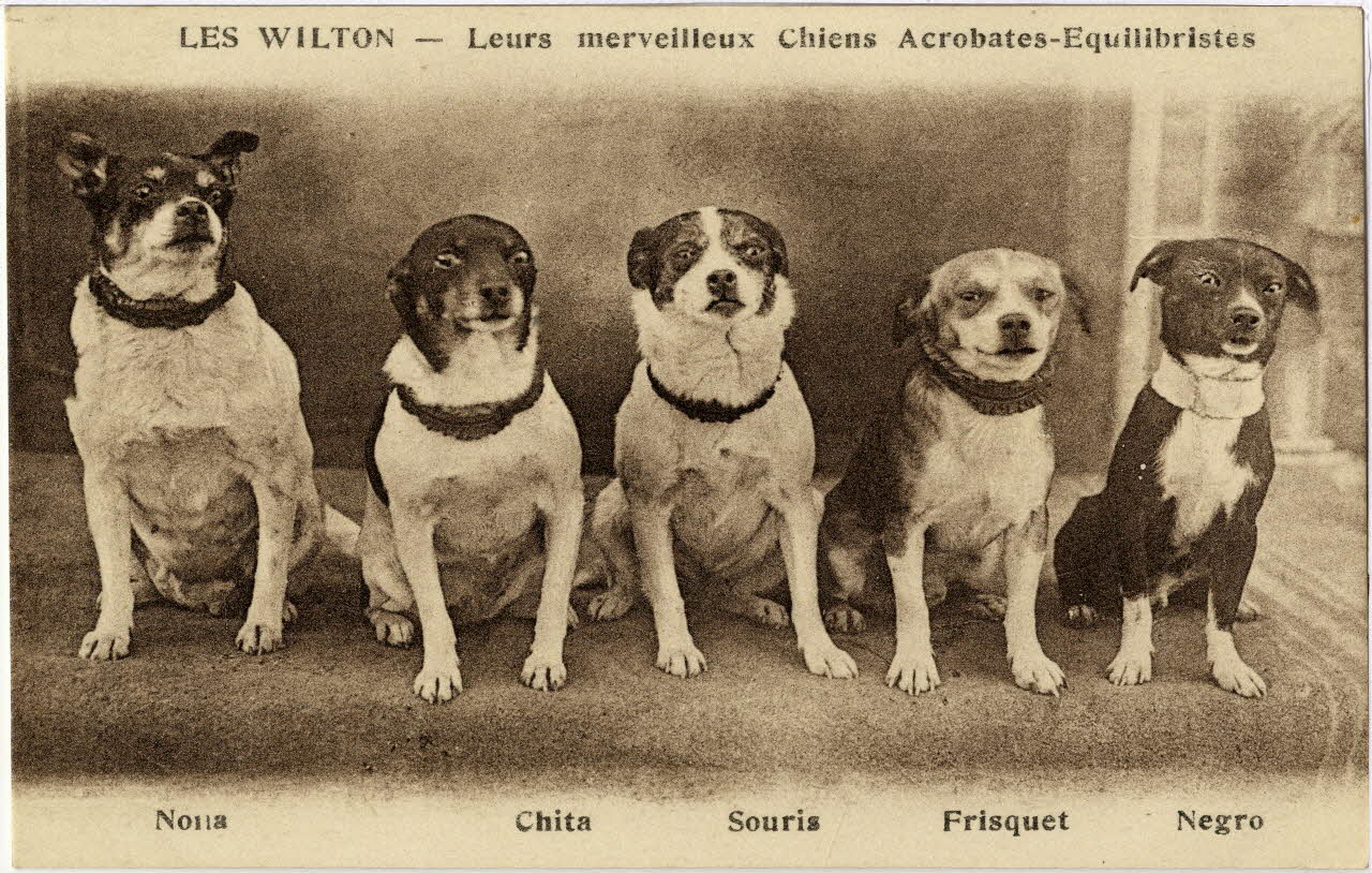 The Wilton. Leurs merveilleux chiens acrobates-équilibristes. [de gauche à droite :] Nona, Chita, Souris, Frisquet et Negro Sou.9.93.2 Photo