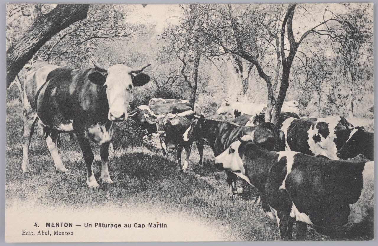 Album 36 Sou.B.420 Photo