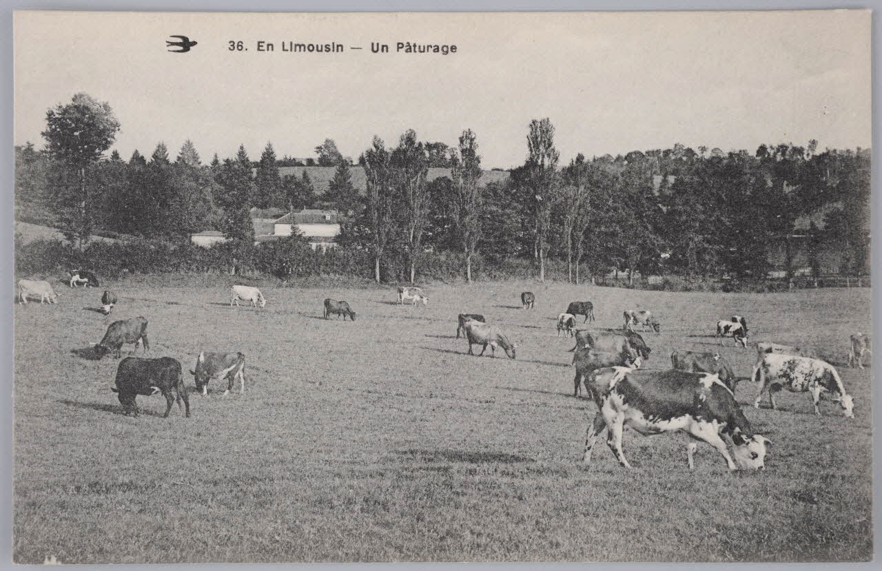 Album 36 Sou.B.455 Photo