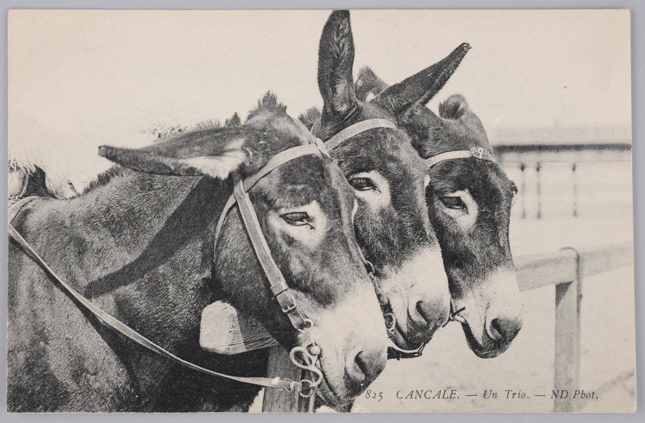 Album 36 Sou.B.548 Photo